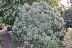 Buxus sempervirens Myrtifolia — photo 1